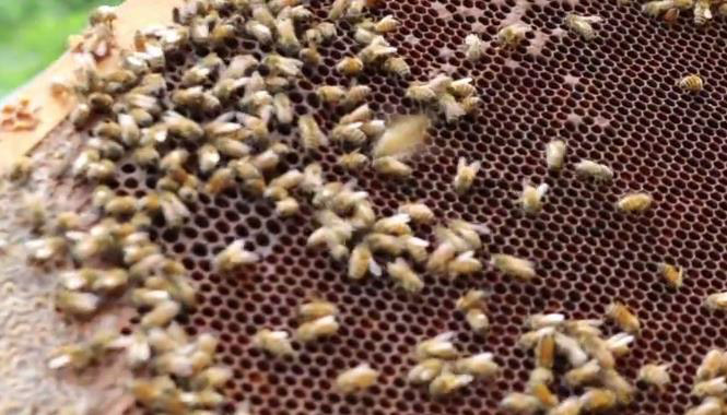 Engineer Develops IOT System for Beekeepers
