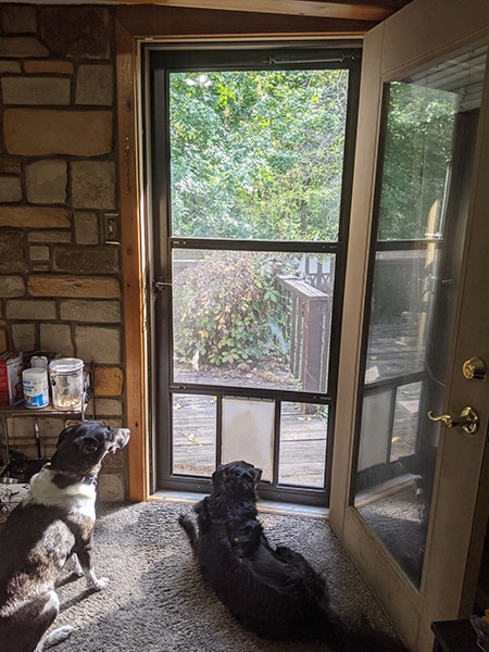 Doggie Door Install with 3M Foam