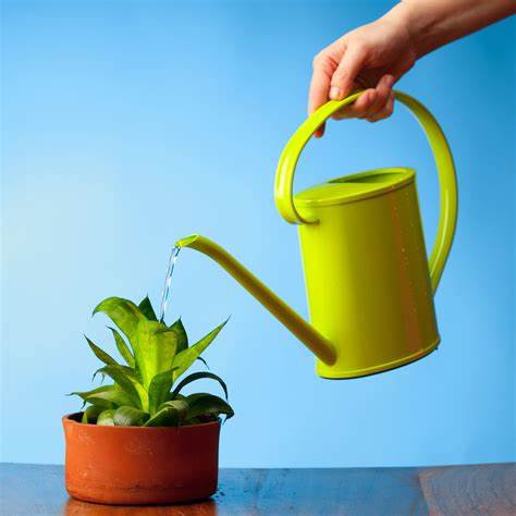 Plant Watering System