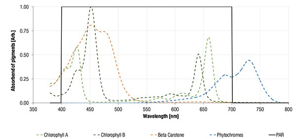 Graph of absorption spectra of the pigments used for photosynthesis