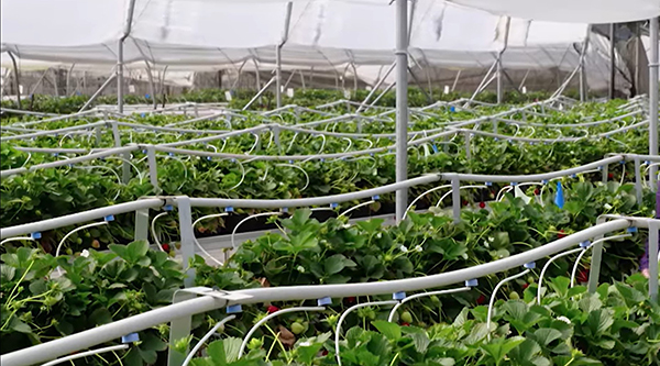 Image of RH in greenhouses needs to be different during the daytime and night