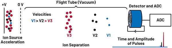 在 TOF-MS 中被加速到具有相同动能的离子