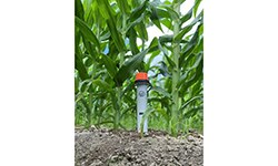 Image of Case Study: The Supply Chain Path Behind Digital Farming Solutions
