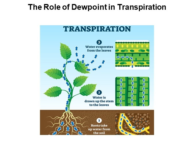 The Role of Dewpoint in Transpiration