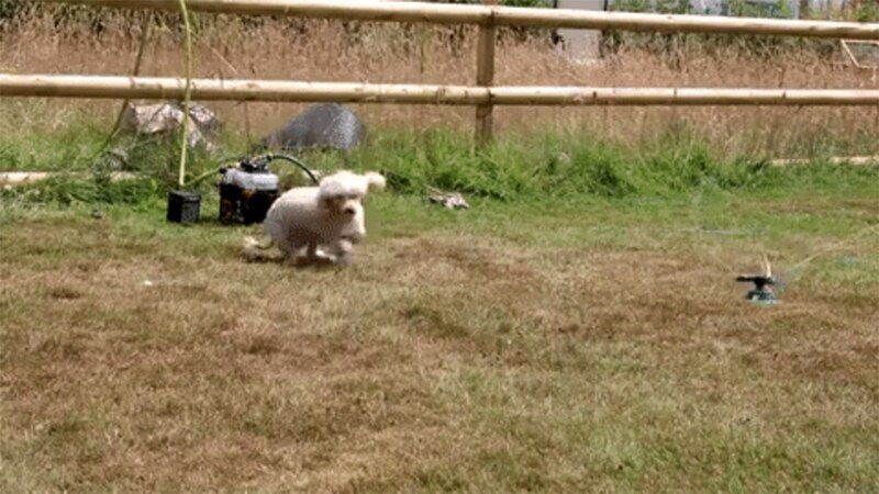 Image of the Dog Corrector